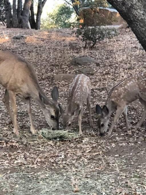 Cozy Cub Cabin, Brand New Home Near Yosemite Μαριπόζα Εξωτερικό φωτογραφία