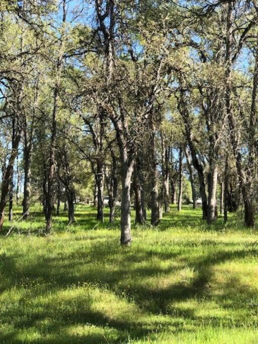 Cozy Cub Cabin, Brand New Home Near Yosemite Μαριπόζα Εξωτερικό φωτογραφία